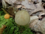 Oudemansiella furfuracea image