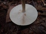 Melanoleuca alboflavida image