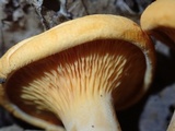 Hygrophoropsis aurantiaca image