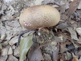 Scleroderma areolatum image