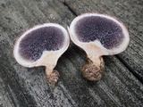 Scleroderma areolatum image