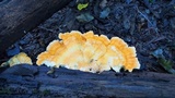Laetiporus cincinnatus image