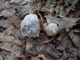 Boletopsis grisea image