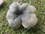 Lactarius atroviridis image