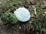 Hydnellum caeruleum image