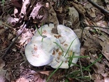 Hydnellum caeruleum image