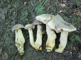 Retiboletus griseus image