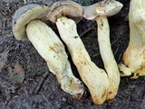 Retiboletus griseus image