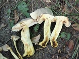 Retiboletus griseus image