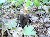 Xylaria longipes image