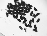 Xylaria longipes image