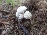Asterophora lycoperdoides image