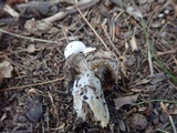 Asterophora lycoperdoides image