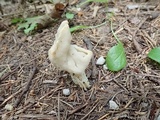 Helvella crispa image