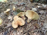 Tapinella atrotomentosa image