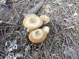 Tapinella atrotomentosa image