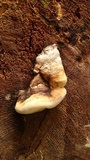 Fomitopsis ochracea image