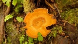Coltricia perennis image