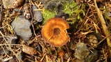Coltricia perennis image