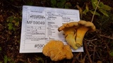 Cantharellus roseocanus image