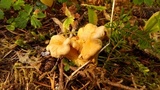 Cantharellus roseocanus image