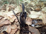 Trichoglossum farlowii image