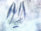 Trichoglossum farlowii image