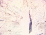Trichoglossum farlowii image