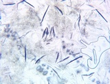 Trichoglossum farlowii image