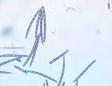 Trichoglossum walteri image