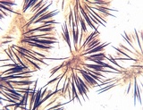 Trichoglossum walteri image