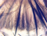 Trichoglossum walteri image