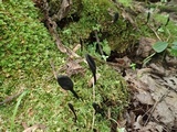 Trichoglossum walteri image