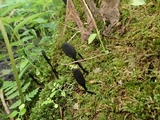 Trichoglossum walteri image