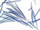 Trichoglossum variabile image