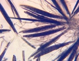 Trichoglossum variabile image