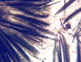 Trichoglossum variabile image