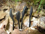 Trichoglossum farlowii image