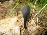 Trichoglossum farlowii image