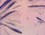 Trichoglossum farlowii image