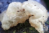 Exidia novozealandica image