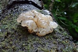 Exidia novozealandica image