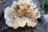 Exidia novozealandica image