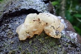 Exidia novozealandica image