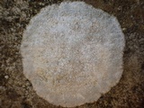 Dirina massiliensis image