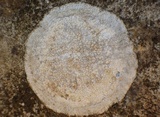 Dirina massiliensis image