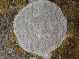 Dirina massiliensis image