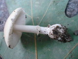 Amanita multisquamosa image