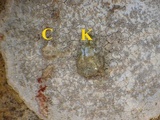Dirina massiliensis image