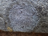 Caloplaca variabilis image